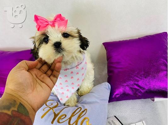 PoulaTo: Shih Tzu κουτάβια